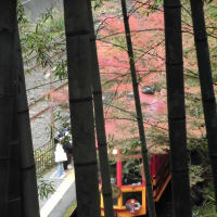 嵐山いってきました