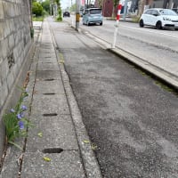 今朝の花