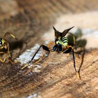 タマヌキケンヒメバチの産卵