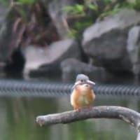 初夏の薬師池公園