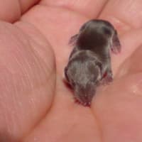 オケラのようなネズミ君