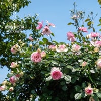 彩りは華やかに。