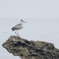 06/24探鳥記録写真：狩尾岬の鳥たち（クロサギの飛翔、トビの捕食模様、アオサギとトビのコンバット、）