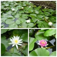夏の公園