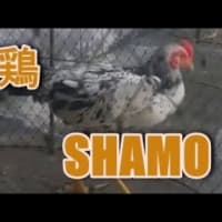 美しいニワトリをご覧ください。軍鶏シャモしゃも