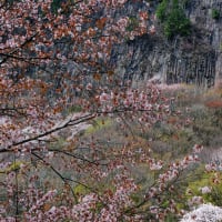 屏風岩公苑の山桜　１　（Nikon Z９）