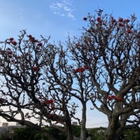 キケマンって、別の意味に連想しがちな花だよね