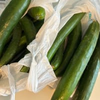 伏見甘長枯れました