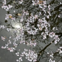 桜の実