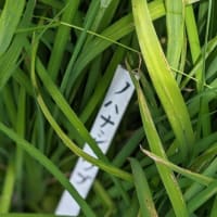 芒種のころ　2024.6.5　「13」