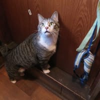 入りたい欲求は突然に