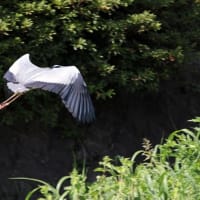アオサギ