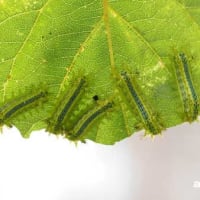 アンズの葉にヒロヘリアオイラガ