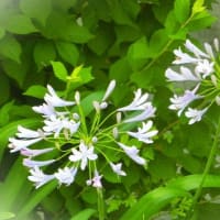 7月上旬の花写ン歩