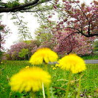 最後の桜