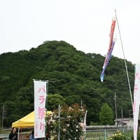 もりおか友遊ハウス バラ祭り ’25