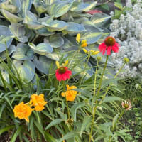 朝散歩と庭の花