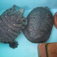 かめた＆かめお