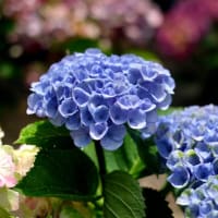 早くも猛暑-奈良県桜井市：長谷寺