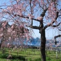 枝垂れ桜祭り♪