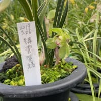 中国春蘭　「緑雲黄縞」の開花