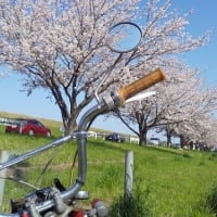 江戸川の桜