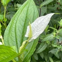 もうお化粧
