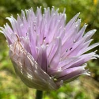 野生の花　　その２