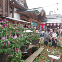 入谷鬼子母神の朝顔市にて