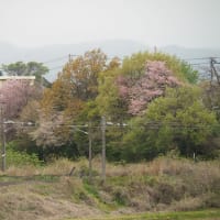 きょうの安達太良（新緑に山桜、里山がいよいよ春めいて来ました・・・）