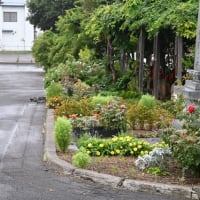 雨の日の庭仕事