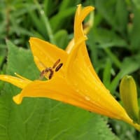 木道と