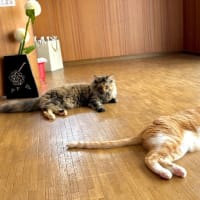 ７月２日　いよいよお引越し