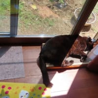 　丹波七福神巡り3完（養仙寺　神応寺）　黒猫顔のアップ