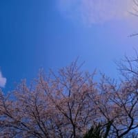 邪魔されるお花見