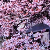 アタミザクラ
