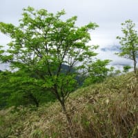 そろそろシロヤシオ・ミツバツツジの群生地へ