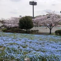今年の春は綺麗！