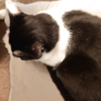 ツナマヨ継続