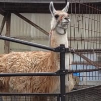 春だったね