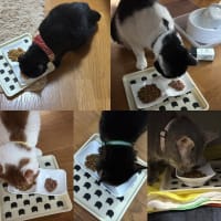2025/7/8の朝ごはん