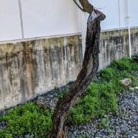 祈りうた・いのちうた（寝床から出る③）