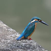 カワ君