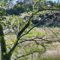 千葉市の桜、花見川サイクリングコース2025/4/10・東寺山調整池4/12