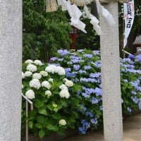 川越八幡宮の紫陽花 ２