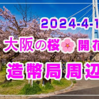 [JAPAN 4K] 大阪の桜🌸現在の開花状況 まだ見頃！2024-4-10 大阪造幣局散策 #開花状況 #お花見　#大阪城