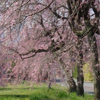 ソメイヨシノと枝垂れ桜の競演
