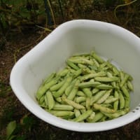 エンドウ豆の収穫