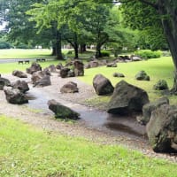 はなさき公園「紫陽花とメタセコイア」