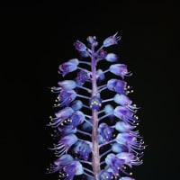 魅惑の青い花